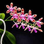 Load image into Gallery viewer, Phalaenopsis Lovely Marie f. flava (Phal. mariae x Bastanii flava)