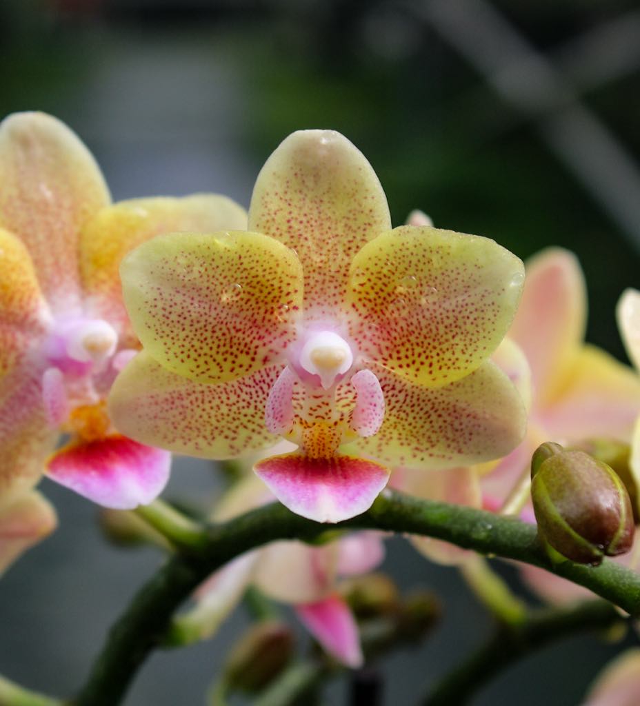 Phalaenopsis Allura Splitfire = Aromio Spicy