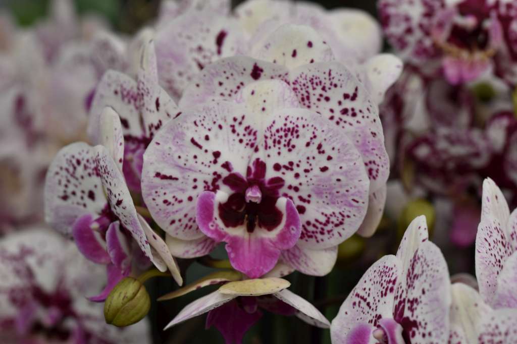 Phalaenopsis Athena