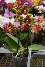 Load image into Gallery viewer, Phalaenopsis Bambula