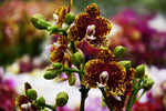 Load image into Gallery viewer, Phalaenopsis Bambula