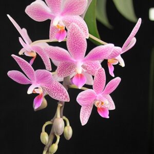 Phalaenopsis Bernice Maskin (gigantea 'Jumbo Libra' × equestris)