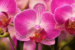 Carica l&#39;immagine nel visualizzatore Galleria, Phalaenopsis Bing
