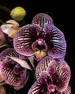 Carica l&#39;immagine nel visualizzatore Galleria, Phalaenopsis Black Stripes
