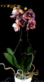 Carica l&#39;immagine nel visualizzatore Galleria, Phalaenopsis Black Stripes
