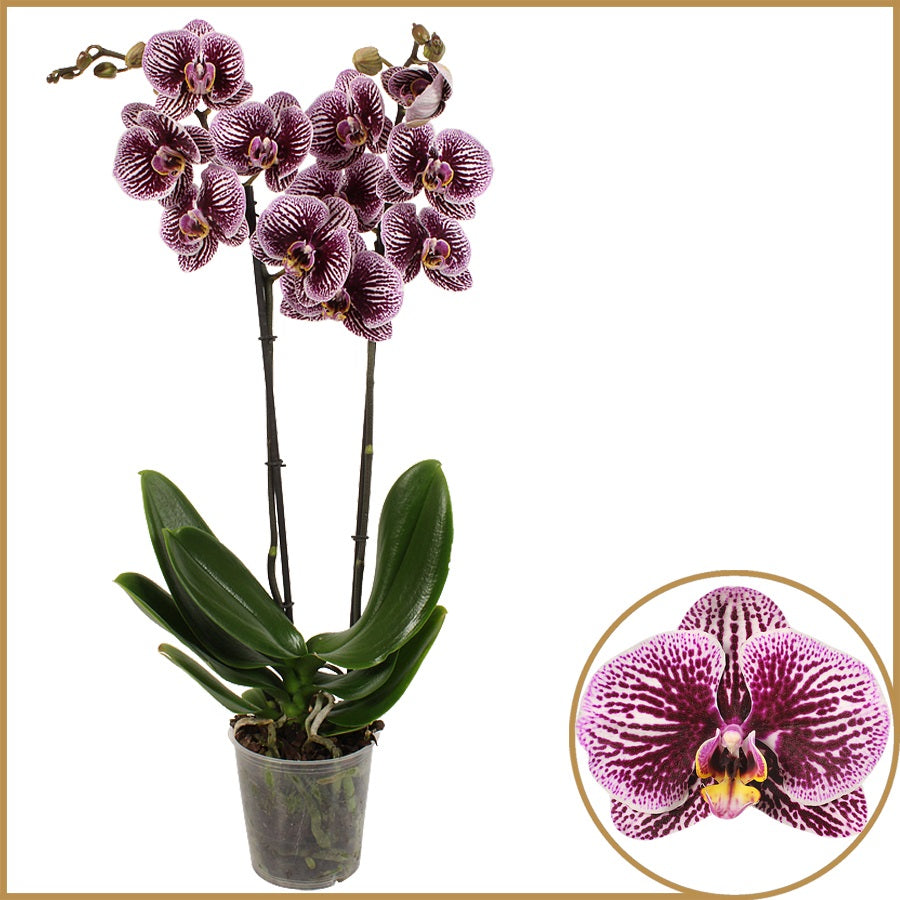 Phalaenopsis Black Stripes