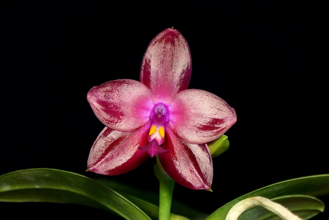 Phalaenopsis Blackberry (Kung's Red Cherry x violacea indigo)