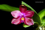 Carica l&#39;immagine nel visualizzatore Galleria, Phalaenopsis Blackberry (Kung&#39;s Red Cherry x violacea indigo)
