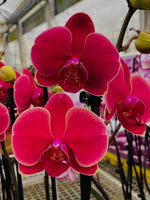 Carica l&#39;immagine nel visualizzatore Galleria, Phalaenopsis Bloody Mary
