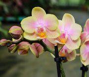 Phalaenopsis Buttercream = Leonora 'Lemon Ice Cream'