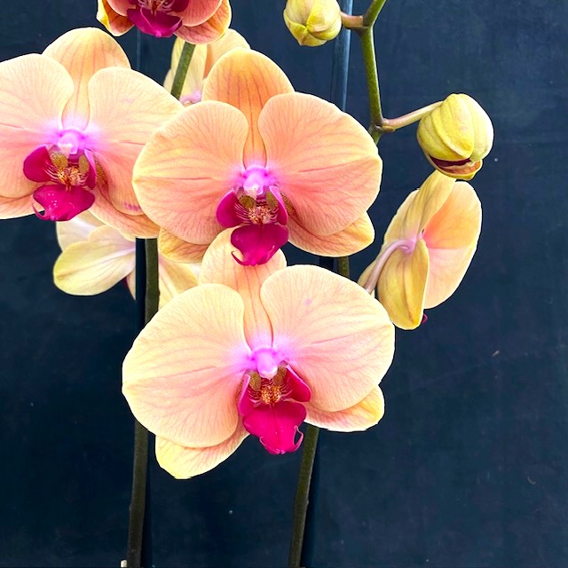 Phalaenopsis Caribbean Dream