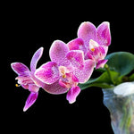 Carica l'immagine nel visualizzatore Galleria, Phalaenopsis Liu's Yellow Star Dust (Caribbean Sunset × minus) (peloric - 3 lips )