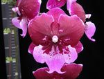 Carica l&#39;immagine nel visualizzatore Galleria, Phalaenopsis Chia Shing Hot Kiss &quot;Liu&#39;s&quot; (Yu Pin Fireworks x Chia-Shing Focus) - Big Lip

