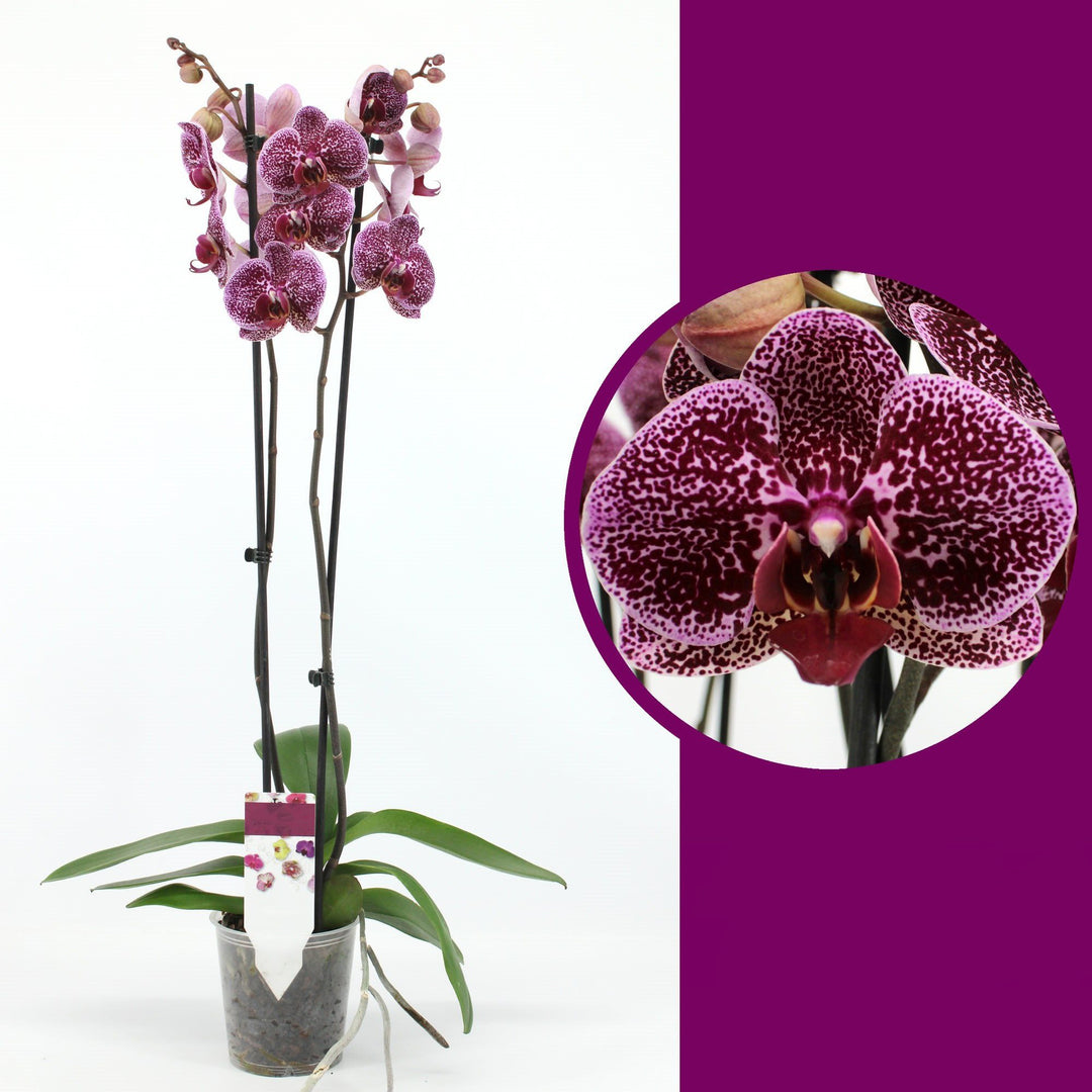 Phalaenopsis Chiada Eva 'Egyptian Queen'