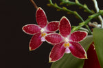 Carica l'immagine nel visualizzatore Galleria, Phalaenopsis Chienlung Corningosa (corningiana x speciosa)