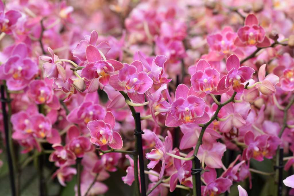 Phalaenopsis Diffusion - Peloric 2 eyes