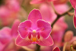 Carica l&#39;immagine nel visualizzatore Galleria, Phalaenopsis Diffusion - Peloric 2 eyes

