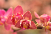 Phalaenopsis Diffusion - Peloric 3 lips