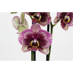 Carica l&#39;immagine nel visualizzatore Galleria, Phalaenopsis Dream Diamond
