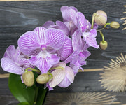 Phalaenopsis Elizabeth Hayden