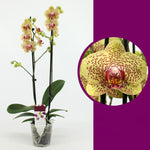Load image into Gallery viewer, Phalaenopsis Fancy Freckles