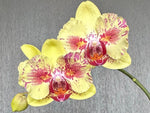 Carica l&#39;immagine nel visualizzatore Galleria, Phalaenopsis Fangmei A Hot (peloric)
