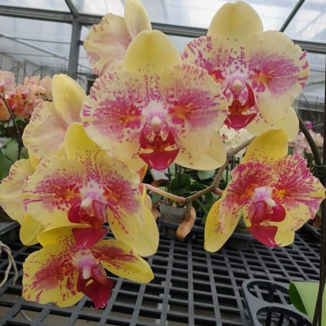 Phalaenopsis Fangmei A Hot (peloric)