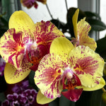 Carica l&#39;immagine nel visualizzatore Galleria, Phalaenopsis Fangmei A Hot (peloric)
