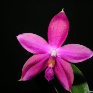 Phalaenopsis Germaine Vincent (violacea × speciosa)