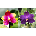 Carica l&#39;immagine nel visualizzatore Galleria, Phalaenopsis Hawaii Dragon Girl x Phalaenopsis Yaphon Blue Bird &#39;blue&#39;
