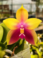 Carica l'immagine nel visualizzatore Galleria, Phalaenopsis Hawaii Dragon Girl x violacea tipo