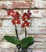 Carica l&#39;immagine nel visualizzatore Galleria, Phalaenopsis Horizon
