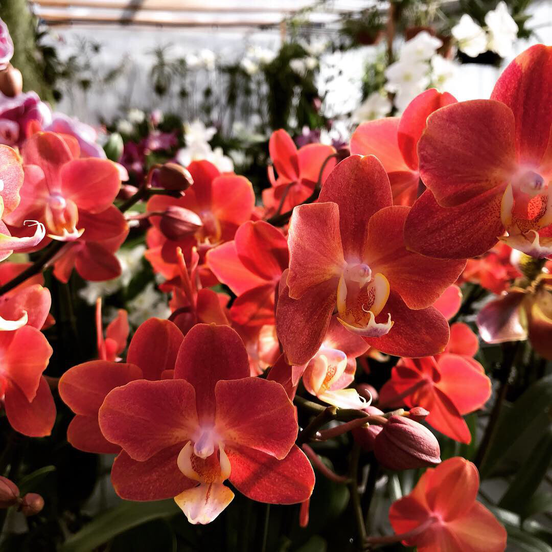 Phalaenopsis Horizon
