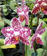 Carica l'immagine nel visualizzatore Galleria, Phalaenopsis Ho's Graceful Natasha