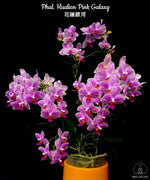 Load image into Gallery viewer, Phalaenopsis Hualien Pink Galaxy
