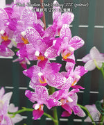 Load image into Gallery viewer, Phalaenopsis Hualien Pink Galaxy '272' (peloric)