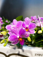 Load image into Gallery viewer, Phalaenopsis Hualien Pink Galaxy