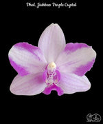 Carica l&#39;immagine nel visualizzatore Galleria, Phalaenopsis Jiuhbao Purple Crystal
