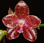 Carica l'immagine nel visualizzatore Galleria, Phalaenopsis Joey