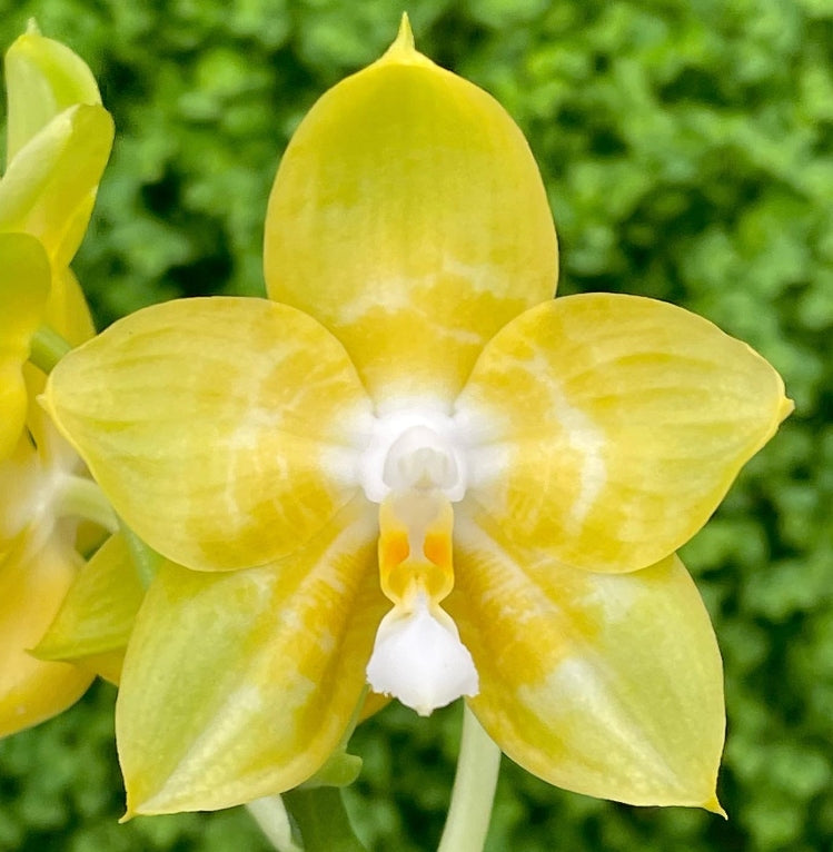 Phalaenopsis Joy Spring Canary 'Joy'