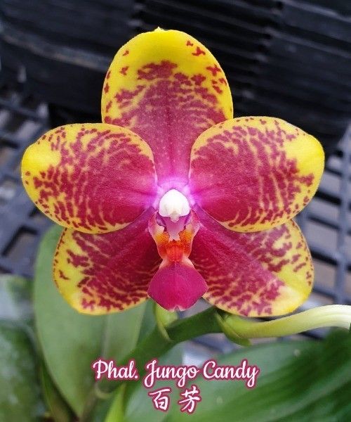 Phalaenopsis Jungo Candy