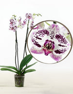Carica l'immagine nel visualizzatore Galleria, Phalaenopsis Justina