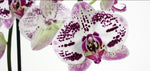 Carica l'immagine nel visualizzatore Galleria, Phalaenopsis Justina