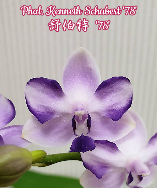 Phalaenopsis Kenneth Schubert '78'