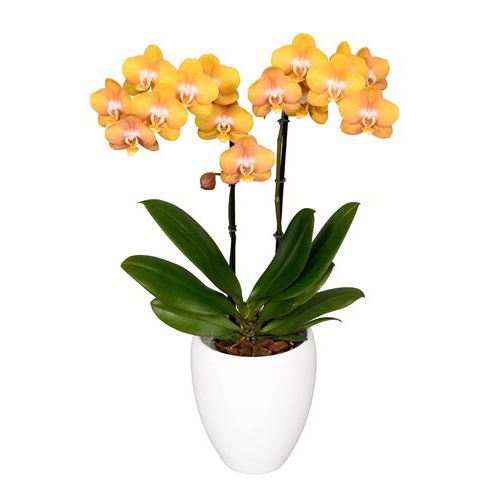 Phalaenopsis Las Vegas