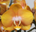 Carica l'immagine nel visualizzatore Galleria, Phalaenopsis Las Vegas