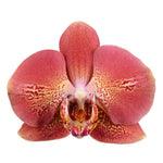 Carica l'immagine nel visualizzatore Galleria, Phalaenopsis Leco Fantastic 'Ll045-2'