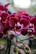 Carica l'immagine nel visualizzatore Galleria, Phalaenopsis Lianher Cranberry 'Cha Cha'