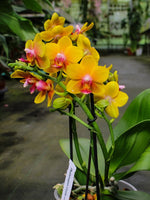 Load image into Gallery viewer, Phalaenopsis Lioulin Orange