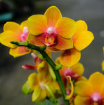 Load image into Gallery viewer, Phalaenopsis Lioulin Orange